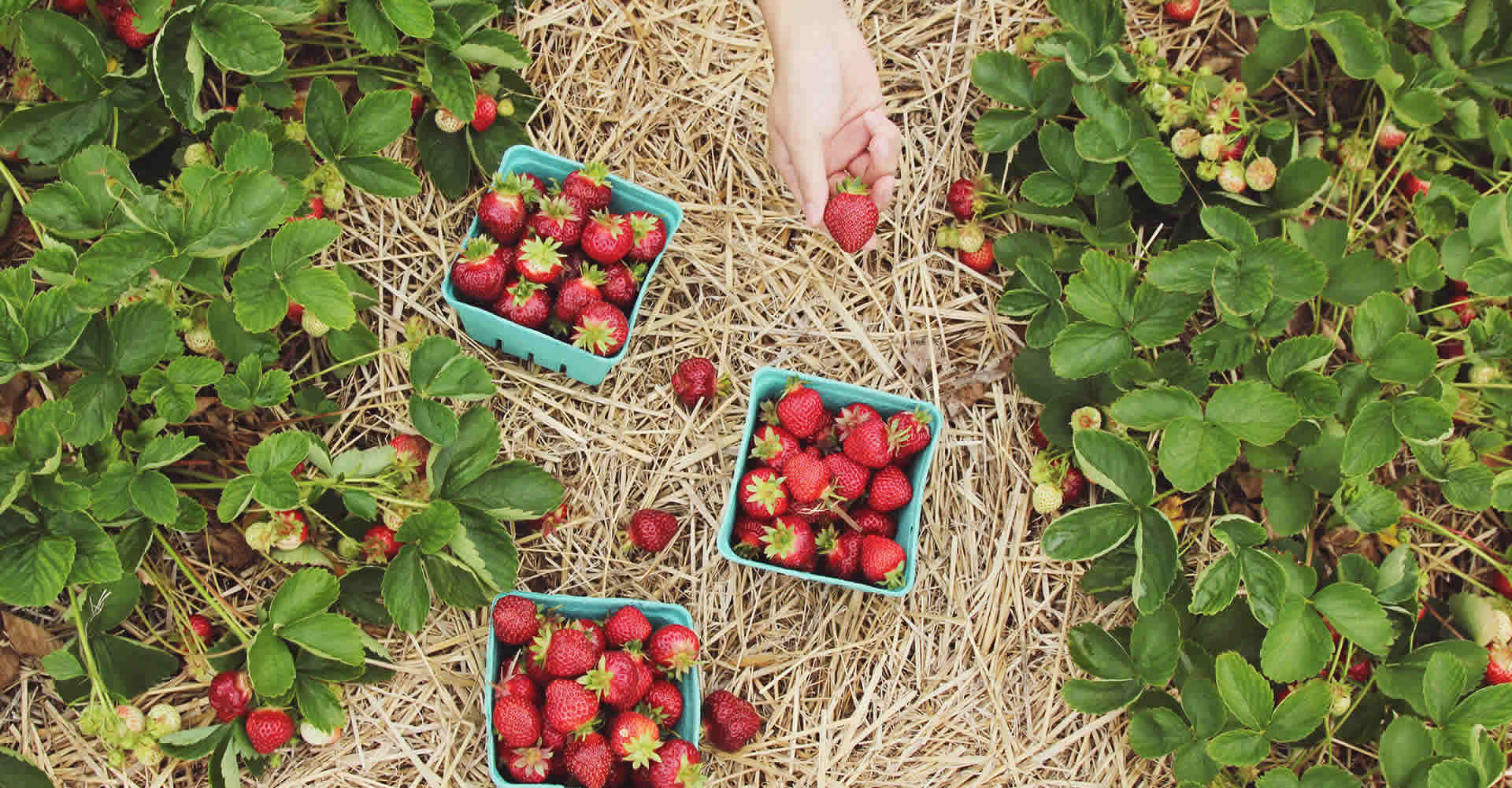 Agrigrow - Quality Inputs Guaranteed