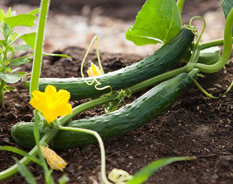 Advanced Agricultural Equipment